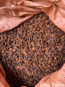 Anis étoilé entier séché en vrac de qualité supérieure du Vietnam, certifié HACCP ISO, vente en gros pour les marchés internationaux - Mme Lima - Product Image 4