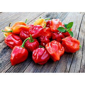 Pimientos habaneros frescos de granja, variedades verde, roja y naranja, envasados a granel para importadores globales de productos frescos. - Product Image 4