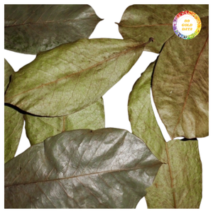 ใบเต้าร้อยแห้งธรรมชาติ ขายส่งจำนวนมาก ใบสะอาด ขาดหายากน้อย จัดส่งเสถียร เหมาะสำหรับทำชาและผลิตภัณฑ์ต่างๆ - Product Image 4