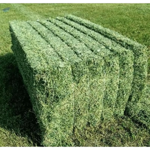 Balles de foin d'alfalfa séché sélectionné en ferme, fourrage nutritif, préparées pour la vente en gros, l'alimentation animale et les commandes d'importation mondiales - Product Image 1
