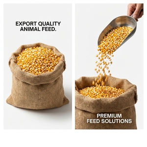 Maíz Amarillo de Grado Alimenticio, Alta Energía, Alimento para Ganado, Aves de Corral, Peces y Aplicaciones Industriales en Granjas - Product Image 3