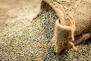 Miglio perlato per il mercato mondiale - Product Image 6