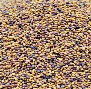 Graines de trèfle rouge et blanc pour l'exportation mondiale - Qualité supérieure, forte germination, provenant directement d'Afrique du Sud - Product Image 1