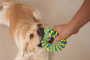 ของเล่นลากจูงแบบหมุนเป็นมิตรต่อสิ่งแวดล้อมมีสไตล์ & ขี้เล่นสำหรับสุนัขเคี้ยวทนทานไนล่อนถักสำหรับลูกและแมว - Product Image 3