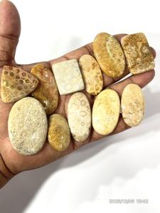 Coral Amarillo Natural, Gema Suelta, Cabujón, Formas y Tamaños Variados, 20 a 30 mm Aprox. - Product Image 4