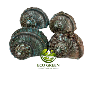 Conchas Marinas Pulimentadas a Granel para Decoración del Hogar, Tiendas con Temática de Playa, Diseñadores de Interiores y Proyectos Hoteleros - Product Image 6