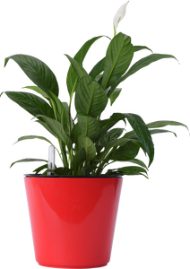 Maceta de plástico de autorriego de 18cm, duradera, ligera, resistente a las grietas con drenaje, perfecta para plantas de interior y decoración de jardines - Product Image 2