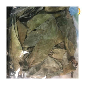 Hojas de guanábana secas premium de Vietnam para té de hierbas, remedios naturales y aplicaciones herbales tradicionales en todo el mundo - Product Image 4