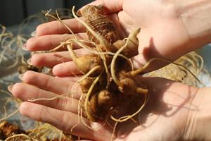 Ngoc Linh Ginseng de alta calidad con un contenido superior de saponina-OEM disponible en Vietnam - Product Image 4