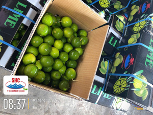 Citron vert sans pépins du Vietnam – Récolte fraîche, arôme intense, approvisionnement fiable pour l'exportation - Product Image 3