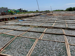 Anchoas enteras secas premium, secas al sol y al vapor, con bajo contenido de humedad, base de marisco natural para sopa, cocina asiática - Product Image 5