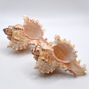 Murex operculum เปลือกหอยเปลือกหอยธรรมชาติสำหรับชายหาด VIBE accents - Product Image 3