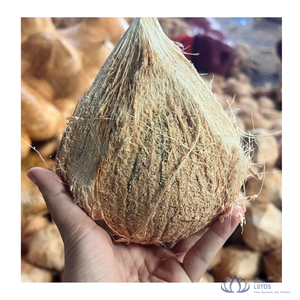 มะพร้าวเปลือกบางสีน้ำตาลอ่อนเกรดพรีเมียมขายดีที่สุด ขนาด 10-13 ซม. สดใหม่ทั้งลูก สำหรับอุตสาหกรรมอาหาร การปรุงอาหาร และขายส่ง - Product Image 1