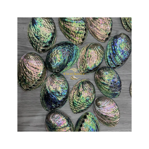 Mejor Precio en Conchas de Abulón Naturales, Decoración Náutica para el Hogar, Regalo de Boda, Directamente del Proveedor Número Uno de Vietnam - Product Image 6