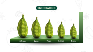 <span class=keywords><strong>Cardamomo</strong></span> Verde <span class=keywords><strong>Jumbo</strong></span>, Cápsulas Verdes Naturales Limpias y Premium, Calidad de Exportación, 8mm, Precio al por Mayor Disponible - Product Image 3