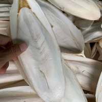 Os de Seiche Naturel : Supplément de Calcium Marin Idéal pour les Besoins Nutritionnels des Perroquets, des Cockatiels, des Tortues et des Bébés Oiseaux