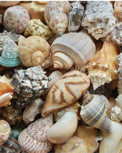เปลือกหอยธรรมชาติคุณภาพส่งออกสำหรับตกแต่งตู้ปลาและงานฝีมือ - Product Image 1