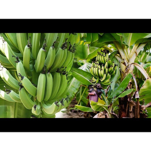Bananes vertes Cavendish de qualité export, fraîches et naturelles, pour la vente au détail, la vente en gros et le marché international - Product Image 4