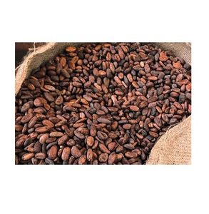 Fèves de cacao de qualité supérieure, vente en gros, export, fabricant, stock disponible, meilleures ventes - Product Image 1