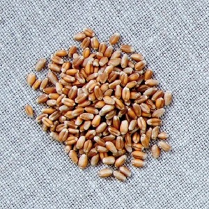 Semillas de Trigo Duro Secas Naturales con Características de Grano de Alta Calidad, Aptas para la Cultivo del Trigo y una Producción de Cultivos Consistente - Product Image 4