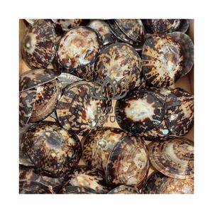 Conchas de Limpet de Alta Calidad a Precio Mayorista Económico, Conchas Marinas Naturales para Manualidades, Suministro a Granel de Fábrica Premium, OEM - Product Image 1