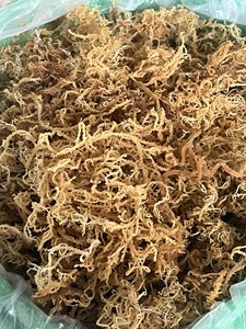 EN TENDENCIA AHORA: Musgo Marino Seco Ecológico y Seguro, Alga Marina Pura, Ideal para Hacer Gel y Cocinar Sopas, Vendedor Directo - Product Image 5