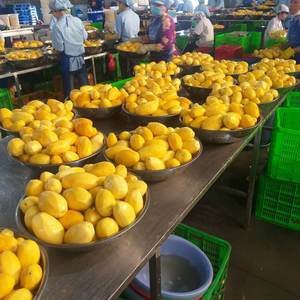 Fabrication de qualité supérieure goût délicieux et sucré forme de dés de mangue en conserve fabriqué au Vietnam - Product Image 2