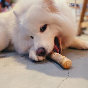Jouet à mâcher pour animaux de compagnie en bois fait main, bâton à mâcher en bois naturel pour animaux - Product Image 6