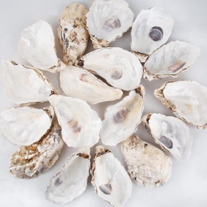 Mejor precio en conchas de ostra naturales, conchas marinas de fábrica para decoración y proyectos de manualidades. - Product Image 5