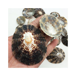 Excelente Relación Calidad-Precio: Diseño Elegante de Concha de Limpet para Proyectos Económicos y Pieza Estructural Versátil para Decoración Diaria del Hogar - Product Image 4