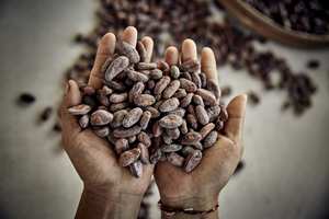 High Quality Austria Cocoa Beans - Cacao Beans - <b>Chocolate</b> Beans Best Quality Wholesale for Sale in Cheap Price Discounted Price - Product Image 2