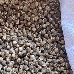 เมล็ดมะรุมแห้งขายส่ง - Product Image 1