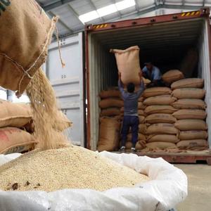 Semillas de Sésamo Descascarilladas de Alta Pureza 99.98% Limpieza y Calidad Sortex, Empaque para Exportación en Bolsas de 25kg/50kg, Tezz Royal Millennium Gujarat - Product Image 2