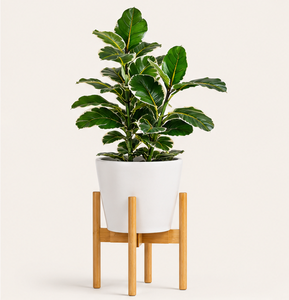 Support de plantes en bois de qualité supérieure, porte-pot de fleurs pour jardinières, support de sol écologique pour la décoration intérieure et de bureau - Product Image 5