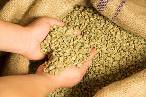 Café Vert Robusta PHALCO de Haute Qualité Grade 1 Tamis 16/18 Vietnam Dak Lak 1000kg Meilleur Prix Prêt à l'Exportation Sac en Jute - Product Image 4