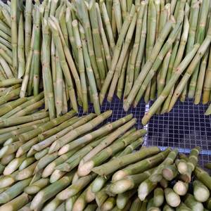High Brix Sugarcane Sticks for Juice 100% Natural Fresh Peeled & Cleaned Vietnam Origin 10kg/Vacuum Bag Direct Factory Wholesale - Product Image 4