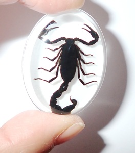 Scorpion noir, spécimen réel, cabochon en plastique ovale 31x41 mm sur fond plat blanc pour l'artisanat et la fabrication de bijoux - Product Image 1