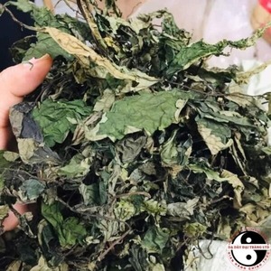 Proveedor Mayorista de Hoja Amarga Seca de Calidad de Exportación, Fábrica OEM, MEJOR CALIDAD ANGLE - Product Image 3