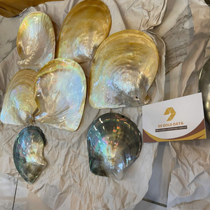 Mélange de coquillages du Vietnam pour rehausser les textures du jardin et apporter une arôme naturel de l'océan à toute maison, de 99 Gold Data - Product Image 1