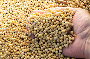 Soja para Alimentación de Ganado, Grano de Soja de Grado Alimenticio, Ingrediente para Alimentación Animal, Soja No Modificada Genéticamente, Proveedor a Granel - Product Image 3