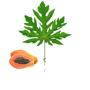 Сертифицированный GMP, лучший минимальный заказ, натуральный органический сушеный фруктовый порошок папайи, порошок папайи по оптовой цене на рынке травяных экстрактов