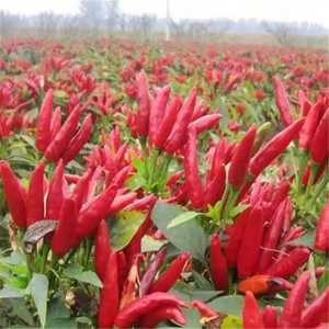 Flocons de piment Habanero surgelés IQF, entièrement séchés, en vrac, 25 kg, vente en gros, OEM ODM - Product Image 6