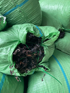 Algas marinas de sargazo secas o en polvo/ Algas marinas de sargazo para alimentación animal/ Sra. Lima - Product Image 6