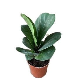 ใบคาตาปาของแท้และสดใหม่/ความรู้เกี่ยวกับสมุนไพรโบราณ/บริสุทธิ์และธรรมชาติ/ผลิตในเวียดนาม - Product Image 5