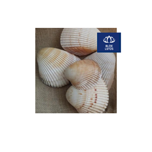 BEST-SELLER Coquillages purs écologiques et sûrs, idéaux pour la création artisanale et le remplissage d'aquariums – Fournisseur direct - Product Image 1