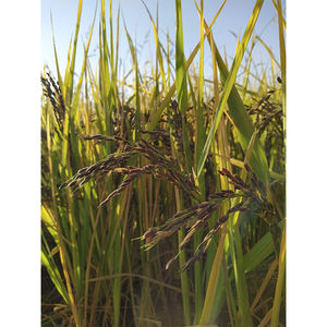 Vente en gros de produits agricoles Anna Do VN Riz gluant noir de qualité supérieure Vietnam Aliments longs séchés et collants sains Oryza - Product Image 6