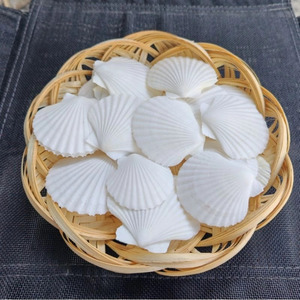 Conchas de vieira naturales blancas con tonos rosas y marrones para decoración del hogar, uso artesanal, material de concha cruda. - Product Image 3