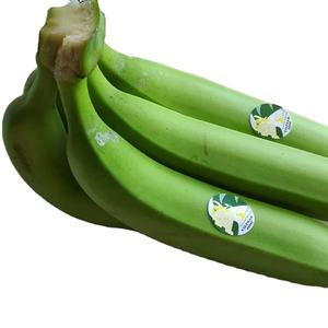 Vietnam Fresh Cavendish Bananas G9 de qualité biologique par 99GD Custom Branding et prix de gros compétitifs pour l'exportation - Product Image 1