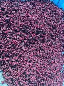 ชาดอกชบาแห้งคุณภาพเยี่ยม บรรจุในถุง PP เหมาะสำหรับบุฟเฟ่ต์โรงแรมในเวียดนาม - Product Image 4