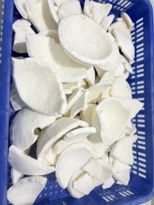 Vietnam Frozen <b>Coconut</b> Pieces Bulk Supply for Beverage Factory and Food Service - Product Image 6